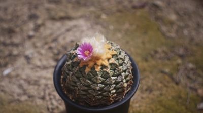 全网最狠植物：仙人球，当代年轻人的精神导师 - 图画吧TUHUABA