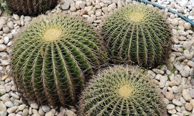 全网最狠植物：仙人球，当代年轻人的精神导师 - 图画吧TUHUABA