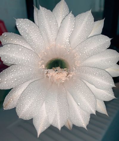 全网最狠植物：仙人球，当代年轻人的精神导师 - 图画吧TUHUABA