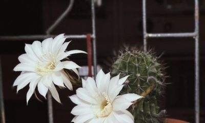 全网最狠植物：仙人球，当代年轻人的精神导师 - 图画吧TUHUABA