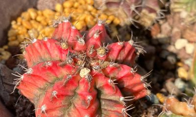 我终于把仙人球放在洗衣机里洗了一下 - 今日头条