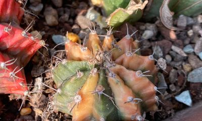 我终于把仙人球放在洗衣机里洗了一下 - 图画吧TUHUABA