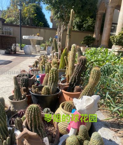 我终于把仙人球放在洗衣机里洗了一下 - 图画吧TUHUABA