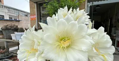 我终于把仙人球放在洗衣机里洗了一下 - 图画吧TUHUABA