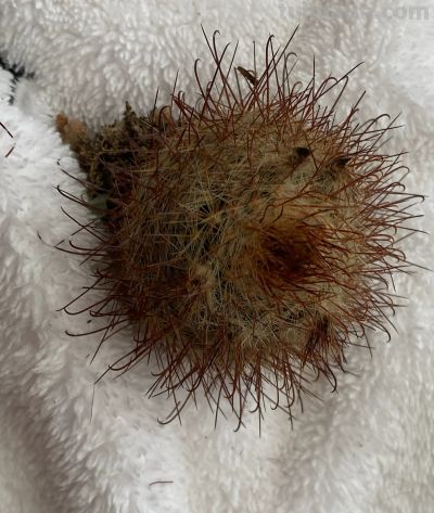 我终于把仙人球放在洗衣机里洗了一下 - 图画吧TUHUABA