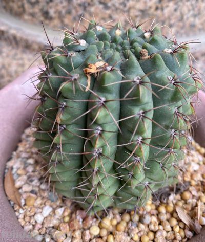 我终于把仙人球放在洗衣机里洗了一下 - 图画吧TUHUABA