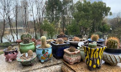 我终于把仙人球放在洗衣机里洗了一下 - 图画吧TUHUABA