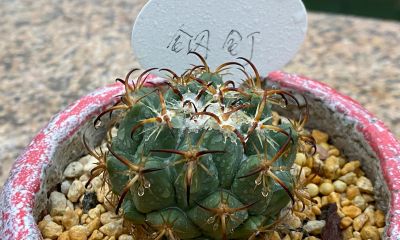 我终于把仙人球放在洗衣机里洗了一下 - 图画吧TUHUABA