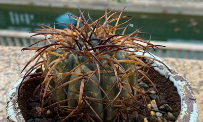 我终于把仙人球放在洗衣机里洗了一下 - 图画吧TUHUABA