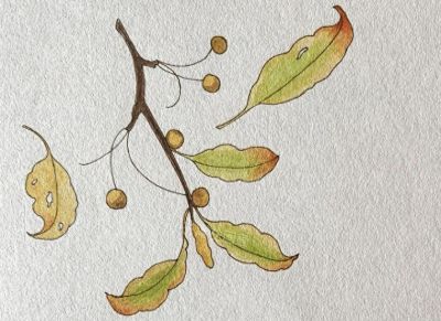 彩铅画欣赏 - 今日头条