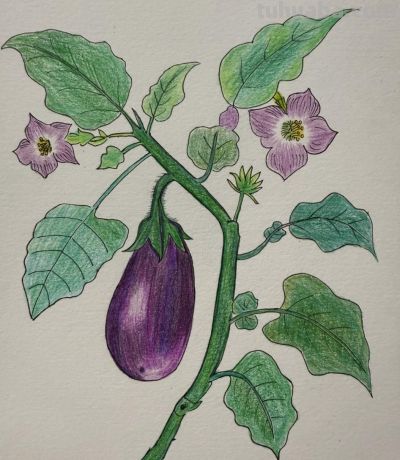 彩铅画欣赏 - 图画吧TUHUABA