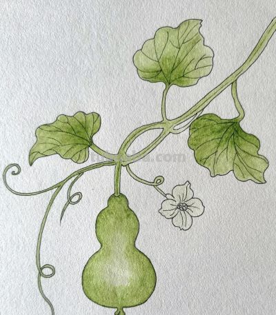 彩铅画欣赏 - 图画吧TUHUABA