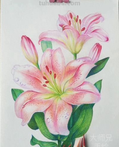 彩铅画也很美，欣赏美丽，放松心情！ - 今日头条