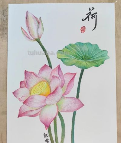 彩铅画也很美，欣赏美丽，放松心情！ - 图画吧TUHUABA