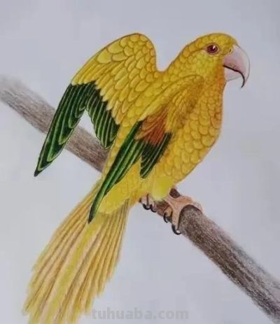 彩铅画也很美，欣赏美丽，放松心情！ - 图画吧TUHUABA