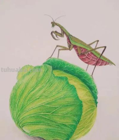 彩铅画也很美，欣赏美丽，放松心情！ - 图画吧TUHUABA