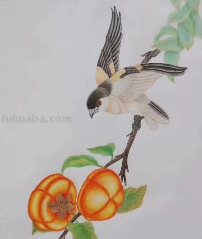 彩铅画也很美，欣赏美丽，放松心情！ - 图画吧TUHUABA