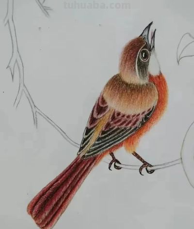 彩铅画也很美，欣赏美丽，放松心情！ - 图画吧TUHUABA