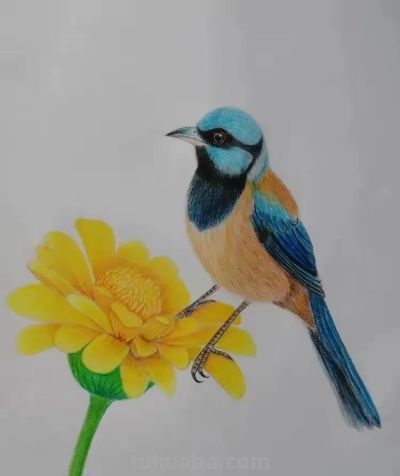 彩铅画也很美，欣赏美丽，放松心情！ - 图画吧TUHUABA