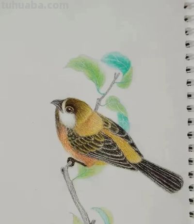 彩铅画也很美，欣赏美丽，放松心情！ - 图画吧TUHUABA