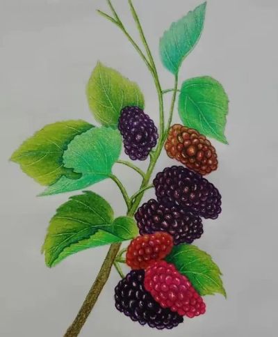 彩铅画也很美，欣赏美丽，放松心情！ - 图画吧TUHUABA