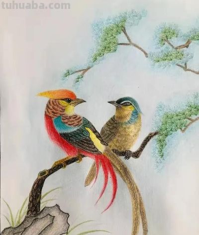 彩铅画也很美，欣赏美丽，放松心情！ - 图画吧TUHUABA