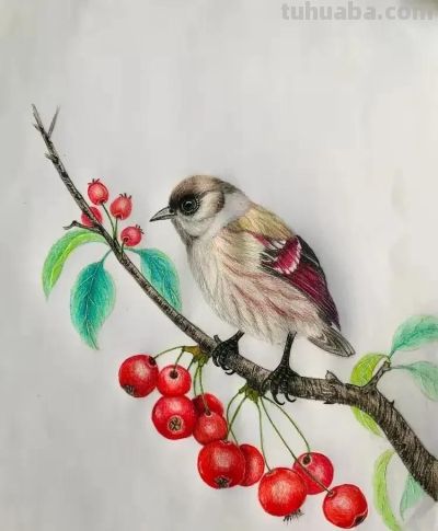 彩铅画也很美，欣赏美丽，放松心情！ - 图画吧TUHUABA