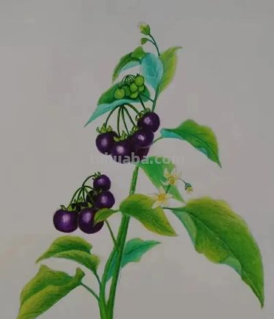 彩铅画也很美，欣赏美丽，放松心情！ - 图画吧TUHUABA