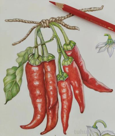 彩铅画也很美，欣赏美丽，放松心情！ - 图画吧TUHUABA