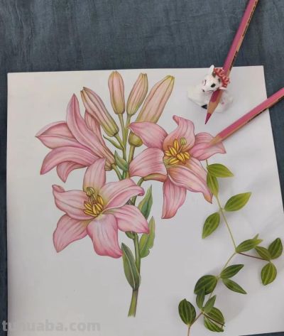 彩铅画也很美，欣赏美丽，放松心情！ - 图画吧TUHUABA