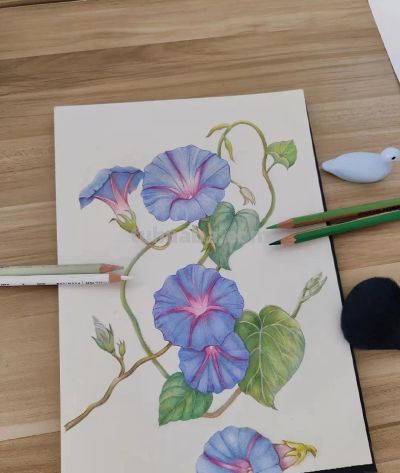 彩铅画也很美，欣赏美丽，放松心情！ - 图画吧TUHUABA