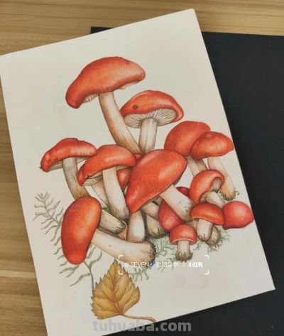 彩铅画也很美，欣赏美丽，放松心情！ - 图画吧TUHUABA