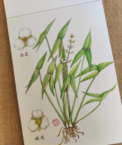 彩铅画也很美，欣赏美丽，放松心情！ - 图画吧TUHUABA