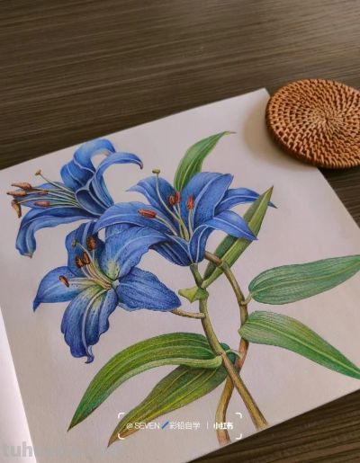 彩铅画也很美，欣赏美丽，放松心情！ - 图画吧TUHUABA