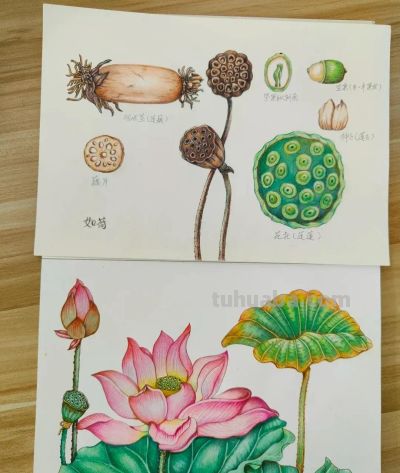 彩铅画也很美，欣赏美丽，放松心情！ - 图画吧TUHUABA