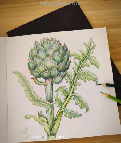 彩铅画也很美，欣赏美丽，放松心情！ - 图画吧TUHUABA