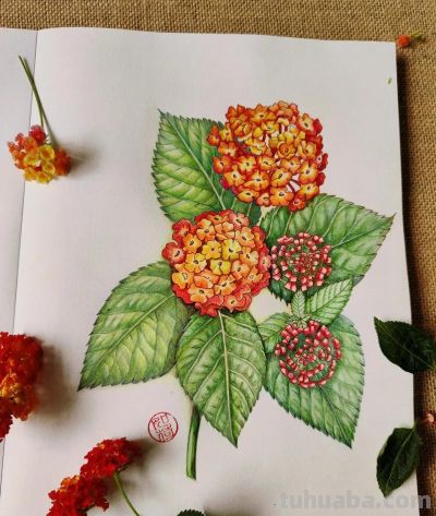 彩铅画也很美，欣赏美丽，放松心情！ - 图画吧TUHUABA