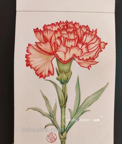 彩铅画也很美，欣赏美丽，放松心情！ - 图画吧TUHUABA