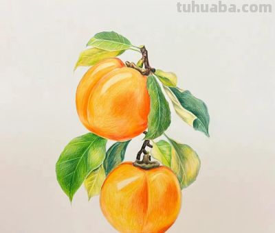 彩铅画也很美，欣赏美丽，放松心情！ - 图画吧TUHUABA