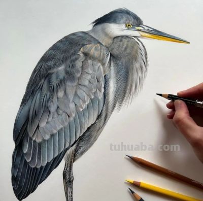 又一位吃“打印机”的画家，她的彩铅画，让人看得起鸡皮疙瘩 - 图画吧TUHUABA