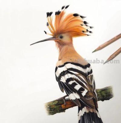 又一位吃“打印机”的画家，她的彩铅画，让人看得起鸡皮疙瘩 - 图画吧TUHUABA