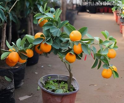 五种适合室内种植的盆栽果树，还在犹豫什么，赶紧动手吧 - 图画吧TUHUABA