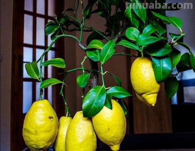 五种适合室内种植的盆栽果树，还在犹豫什么，赶紧动手吧 - 今日头条