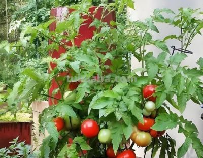 五种适合室内种植的盆栽果树，还在犹豫什么，赶紧动手吧 - 图画吧TUHUABA