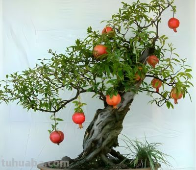 五种适合室内种植的盆栽果树，还在犹豫什么，赶紧动手吧 - 图画吧TUHUABA