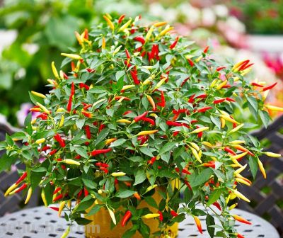 五种适合室内种植的盆栽果树，还在犹豫什么，赶紧动手吧 - 图画吧TUHUABA