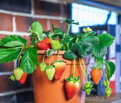 五种适合室内种植的盆栽果树，还在犹豫什么，赶紧动手吧 - 图画吧TUHUABA