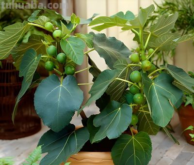 五种适合室内种植的盆栽果树，还在犹豫什么，赶紧动手吧 - 图画吧TUHUABA