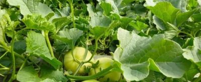 香瓜种植只要按照这3个步骤，实现家庭香瓜自由那也是很容易的 - 图画吧TUHUABA