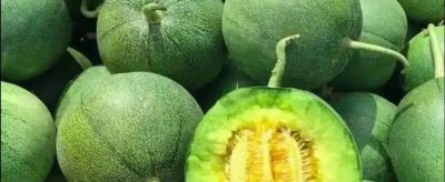 香瓜种植只要按照这3个步骤，实现家庭香瓜自由那也是很容易的 - 图画吧TUHUABA